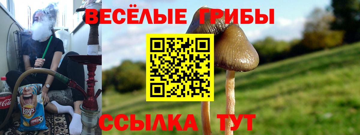 Саранск  Псилоцибиновые грибы Cubensis  Псилоцибиновые грибы прущие грибы  Вход с VPN 